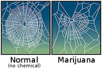 Toiles d'araignées sous l'influence de la marijuana